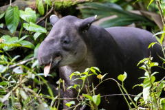 Tapir-II
