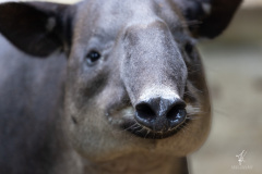 Tapir-IV