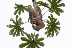 Three-toed-Sloth