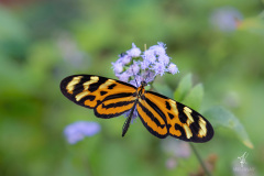 Tiger-Passion-Flower-Butterfly-I