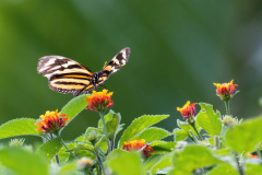 Tiger-Passion-Flower-Butterfly-II