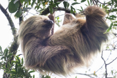 Two-toed-Cloth-II