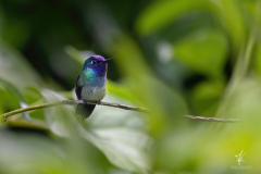 Violet-headed-Hummingbird-I