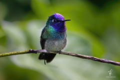 Violet-headed-Hummingbird-II