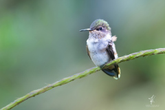 Volcano-Hummingbird