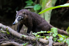 White-nosed-Coati-I