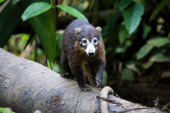 White-nosed-Coati-II