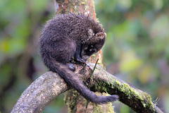 White-nosed-Coati-IV