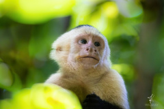 White-shouldered-Capuchin-Monkey-I