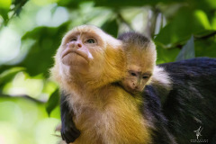 White-shouldered-Capuchin-Monkey-II