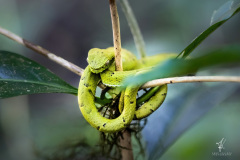 Yellow-blotched-Palm-Pit-Viper-I