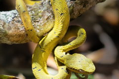 Yellow-blotched-Palm-Pit-Viper-II