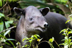 Tapir-I