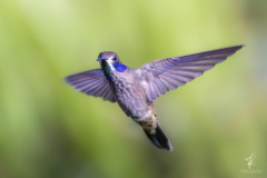 Brauner-Veilchenohrkolibri
