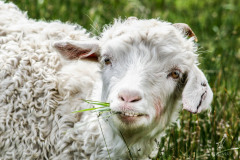 Das-perfekte-Laecheln