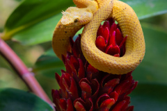 Greifschwanzlanzenotter-II