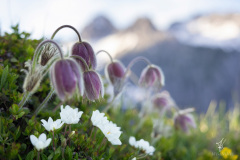 Nicht-alle-Schellen-laeuten