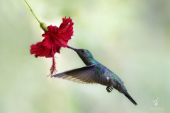 Schuppenbrustkolibri-III