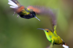 Schwarzbauchkolibri-Bronzekopf-Elvirakolibri