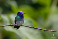 Violettkopfkolibri-II