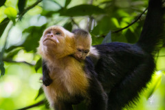 Weissschulterkapuzineraeffchen-III