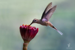 Westlicher-Langschwanz-Schattenkolibri