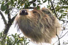 Zweifingerfaultier-II