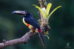 Collared-Aracari
