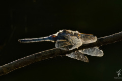 Dragonfly-Glance