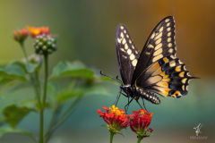 Giant-Swallowtail-I
