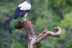 King-Vulture-I