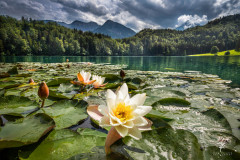 Lake-of-Roses