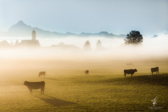Misty-Cows