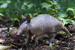 Nine-banded-Armadillo-II