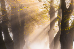 Path-of-Light