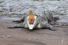 Pointed-Crocodile-I
