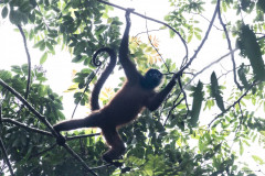 Spider-Monkey-I