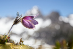 Summit-Blossom
