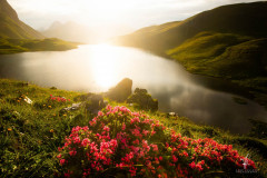 The-Glowing-Mountain-Rose