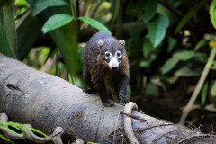 White-nosed-Coati-II