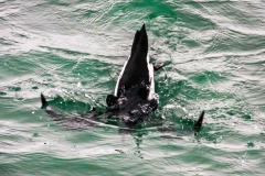 Diving