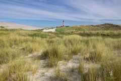 Dune-Grass