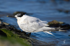 Sandwich-Tern