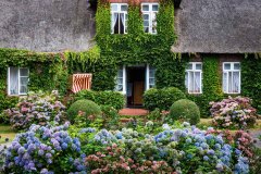 Sea-of-Flowers