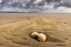 The-Beach-Shell