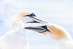 True-Love
