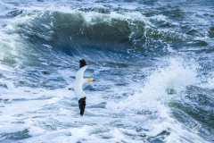 Wave-Glider