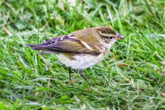 Yellow-Browed-Warbler