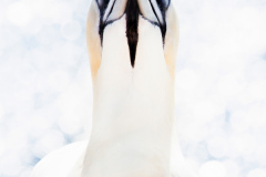 Der-Blick