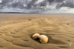 Strandmuschel